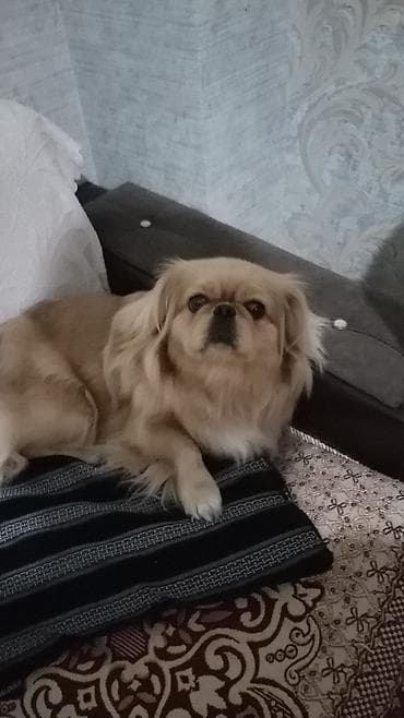 zvanoq itlər: Pekines, 2 il, Dişi — 2