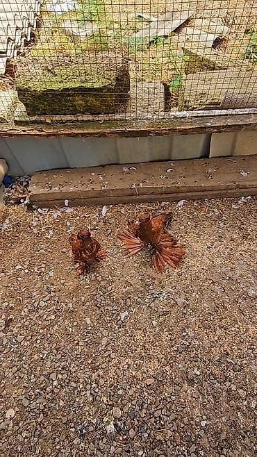 goyercin bazari: Məhsul: Bəzək göyərçinləri – qırmızı-qəhvəyi rəng, geniş “yelpik” — 2