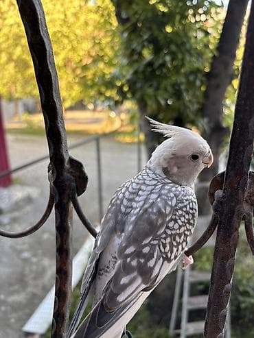 quş qaz: Korella erkək, 8 aylıq tam rucnoy, dişləmir, kəndirə öygəşilmiş — 6