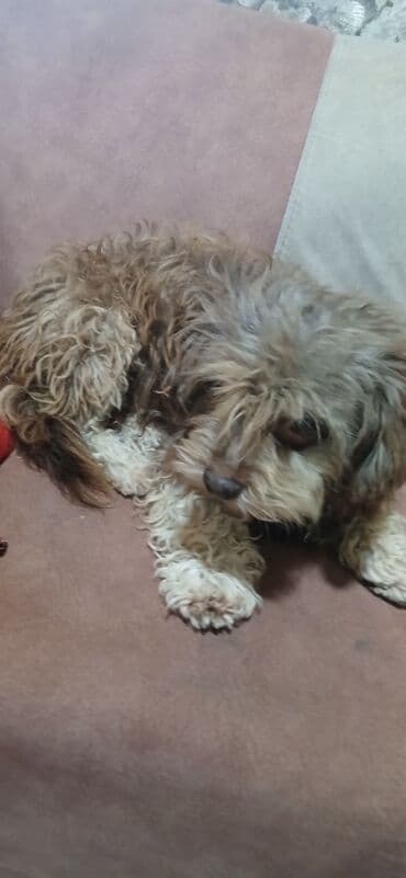 coban it adlari: 4 il, Erkek, Peyvəndli, Ünvandan götürmə — 7