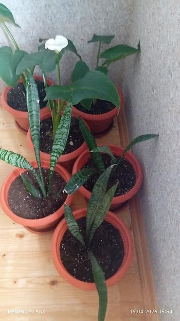 otaq bitkilərinin adları: 6 eded dicəkdə hazir vezyetde gul satilir catrlma daxil qiymet Ev — 8