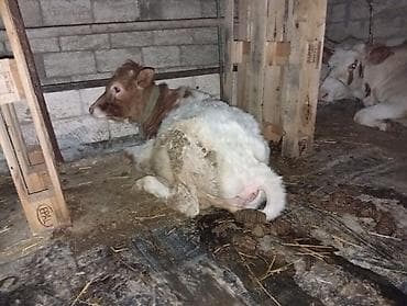 tap.az heyvanlar qoyunlar: Salam aleykum birinci qarina duyedi yanindaki bala 4 ayliqdi dishidi — 2