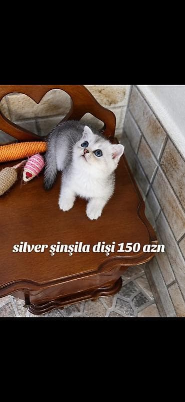 ev pişiyleri: Şinşilla, Dişi — 1