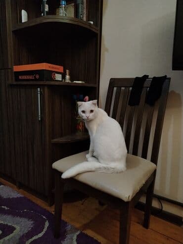 pişik çanta: Şotland yastı qulaq, Yaxşı əllərə — 12