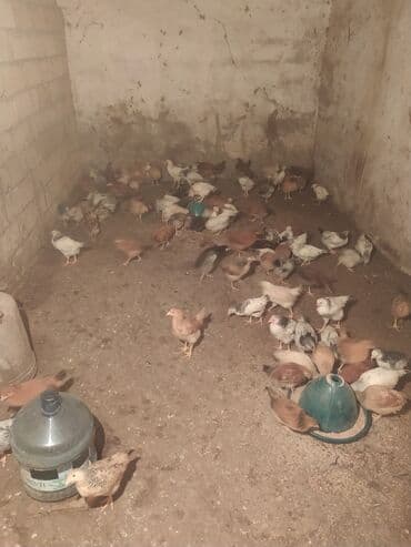 Gəmiricilər: Toyuq cücələri, Ətlik — 4