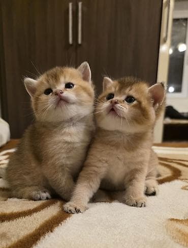 Britan lalafo.az -da Britan