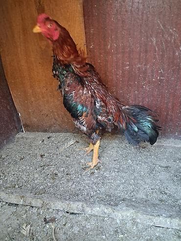 hinduska balasi satilir 2019: 8 ayliq becedi real alicilar narahat etsin xaiw olunur isteyen tayini — 5