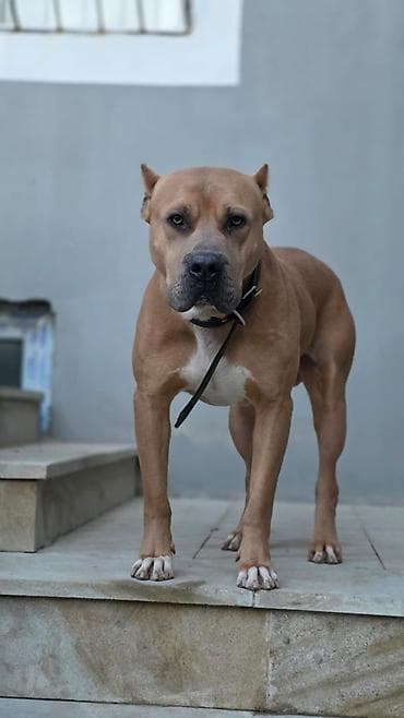 itlərin təlimi: Pitbul, Erkek — 1