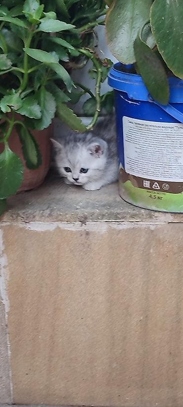 шиншилла британская: Золотая шиншилла, Самец, В добрые руки — 10