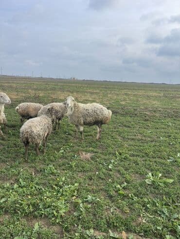 Зоотовары: Самец, лет: 3, 90 кг, Для разведения, Самовывоз — 4