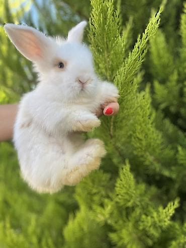 Real alıcıya cüzi endirim olunacaq. Saf Holland Lop ana və atadan olan — 4