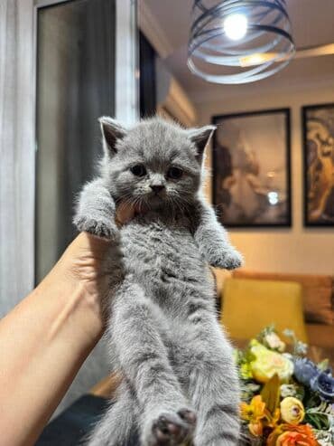 pişikler ucuz: Şotland — 2