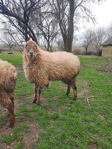 sudluk inek satilir: Şişək satılır — 4