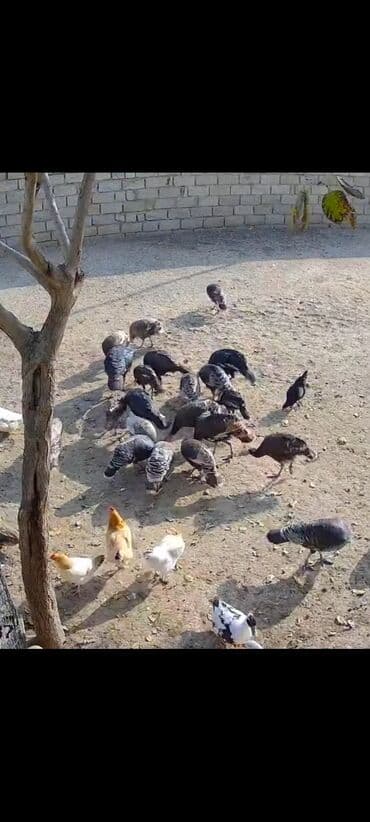 Inəklər, öküzlər: Məhsul: Hinduşka 22 ededir hamısı birlikde satılır Təsvir: - Açıq — 1