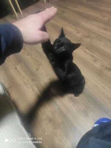 sibir pişiyi: Yaxşı əllərə — 4