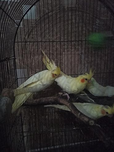 Tutuquşları: Nimfa (cockatiel) tutuquşuları – lutino və boz rəng variantları - — 1