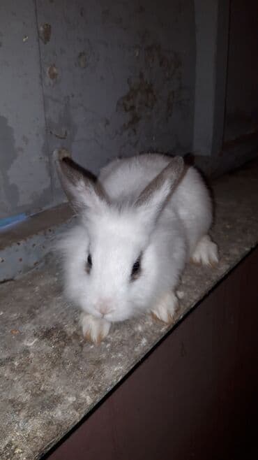 Mercedes-Benz: Karlik nov dovwanlar — 5