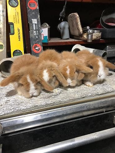 dekarativ heyvanlar: Karlik sallag qulaq balalari Rəng: qızılı-krem və ağ ləkəli Tam — 2