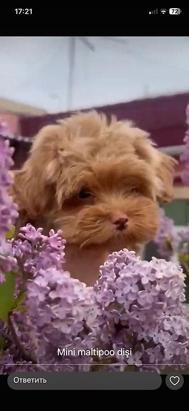 pomeranian mini: Dişi — 1