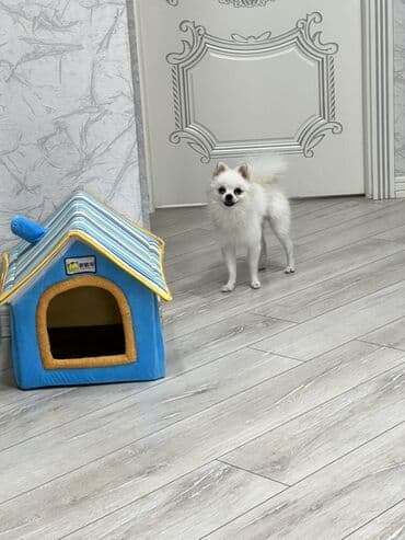 отдам в хорошие руки маленькую собачку: Шпиц, 7 месяцев, Самец, С прививками, Самовывоз — 2