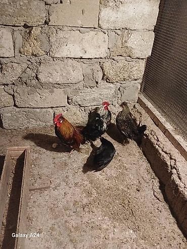 bakida it barinagi: Toyuq, Damazlıq, Ünvandan götürmə — 1