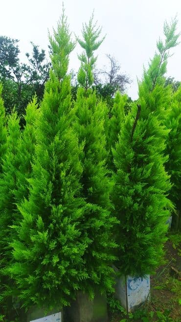 Thuja (qarpız yaşılı şam ailəsi) dekorativ iynəyarpaq ağacları - Növ