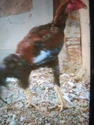 xoruz sekli: Məhsul: Uzunboyun, incə bədən quruluşlu kənd xoruzu Təsvir: - Rəng — 3