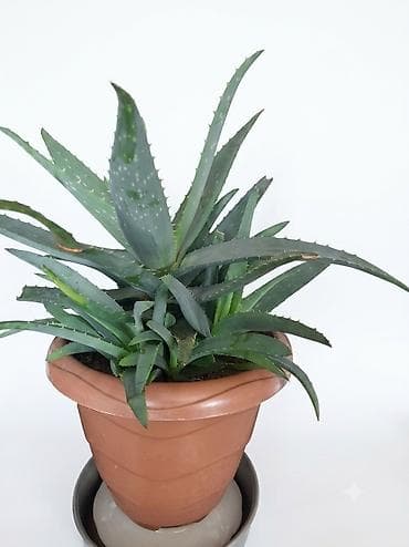 nokia yarpaq: Aloe vera (saksıda) - Növ: Aloe vera (sukkulent) - İstifadə — 1