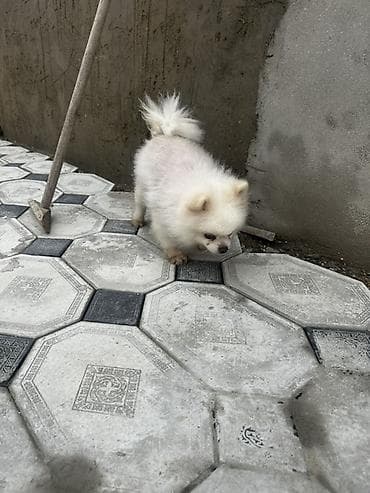 pomeranian boo: Şpitz, 3 il, Pulsuz çatdırılma — 3