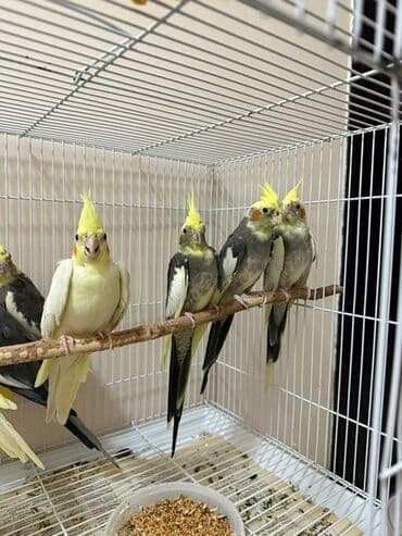 qarğa satışı: Korella tutuquşuları, həm tək, həm də cüt satılır. Bu tutuquşular — 2