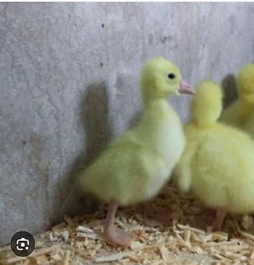 qefes satisi: 1 həftəlik linda qaz balaları satılır 7man satışda ana qazlarda var — 1