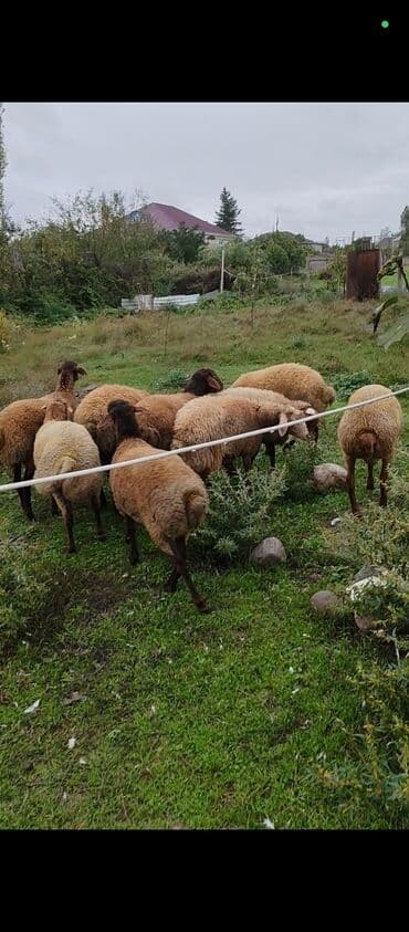 cins inekler: Məhsul: Qoyun sürüsü Təsvir: - Şəkillərdə müxtəlif rəngli (ağ — 3