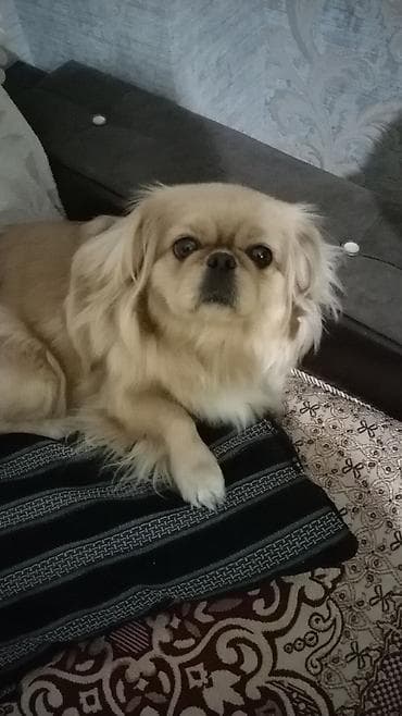 Pekines, 2 il, Dişi