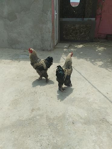 quşlar: İki ədəd xoruz - Cins: böyükbədənli, ayaqları tüklü, parlaq — 1