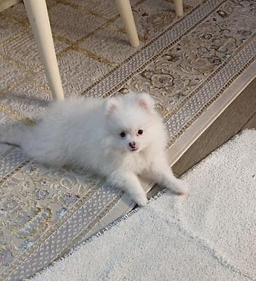 pomeranian şpitz: Şpitz — 4