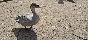Musk ördəkləri (indo ducks) – müxtəlif rənglərdə - Növlər: musk/indo — 2