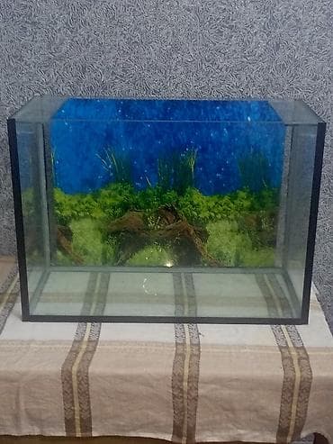 scottish fold satilir: Dördbucaq akvarium, Boş, 100 l — 1