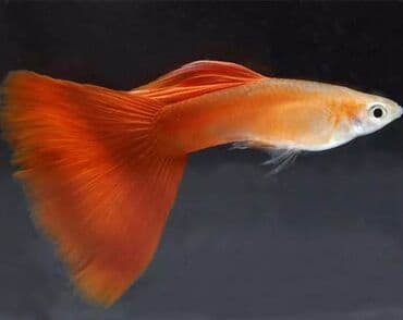 akvarium bitkileri: Balıqlarla birlikdə, 1 l — 1