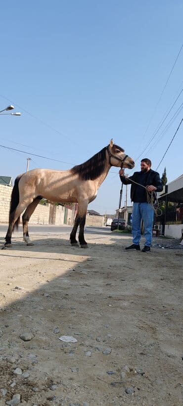 tap az sudluk inəklər: Erkək, Qarabag, il: 6 — 3