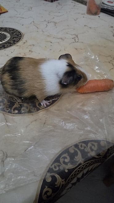 Ev heyvanı – Deguinea donuzu (cücərilmiş “Guin Xüsusiyyətlər: - Rəng