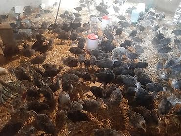 akvarium satisi: ​1 aylıq sağlam hinduşka balaları satılır! ​Cinslər: Şimali Amerikanın — 4