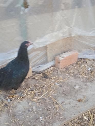 barama toyuq: Toyuq, Damazlıq — 5