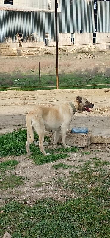 qoyun sekli: Kanqal, 3 il, Dişi, Peyvəndli — 6