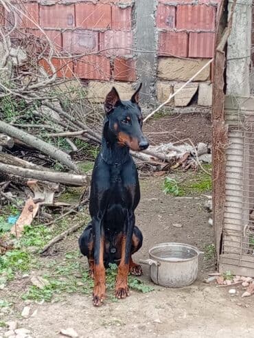 доберман купить: Доберман, Самец — 4