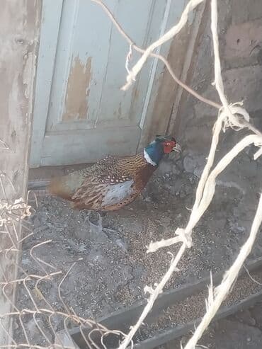 Xoruzlar: Məhsul: Qirqovul (erkək) Təsvir: - Rəngarəng, parlaq lələklərə malik — 1