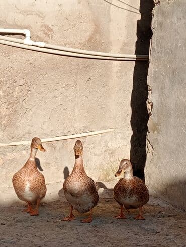 lal ördeyler: Erkək, Damazlıq — 2