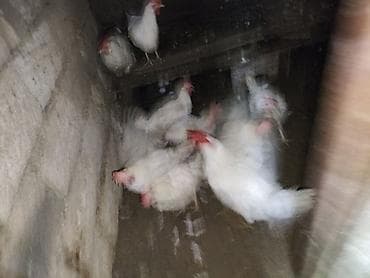 Куры: Курица, Для яиц — 9