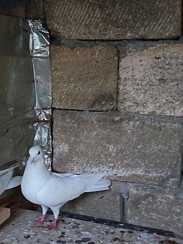 cücə və xoruz: 4ü biryerde 8m. Saglam heyvanlardı — 1