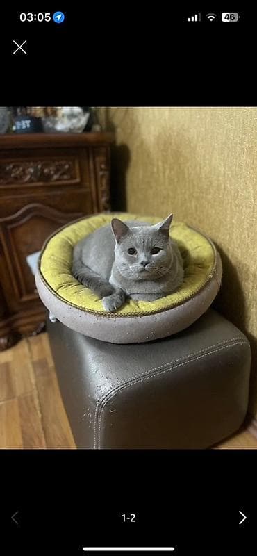 pişikler ucuz: Şotland, Erkək, Cütləşmə üçün, Ödənişli çatdırılma — 1