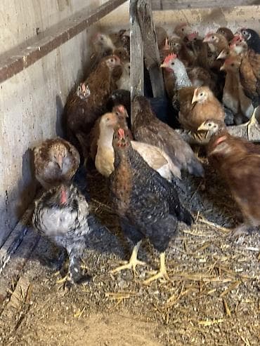 cücə satisi: Toyuq cücələri, Ətlik — 6